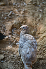 Turkeys walk and forage under bright daylight