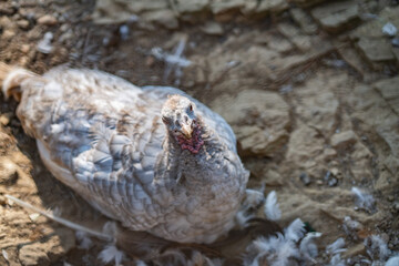 Turkeys walk and forage under bright daylight