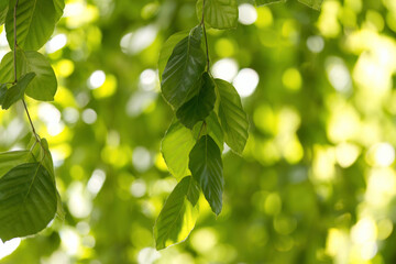 bright green leaves of the hanging copper beech, green fresh leaves of Fagus sylvatica blowing...