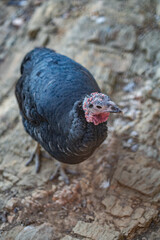 Turkeys walk and forage under bright daylight