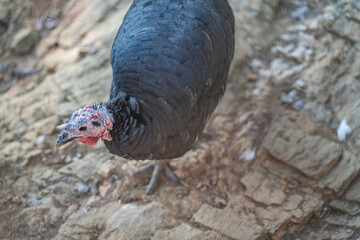 Turkeys walk and forage under bright daylight