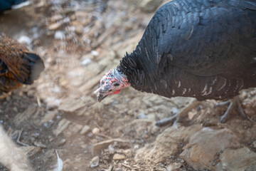 Turkeys walk and forage under bright daylight