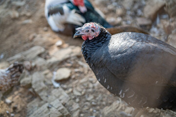 Turkeys walk and forage under bright daylight