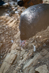 Turkeys walk and forage under bright daylight