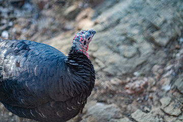 Turkeys walk and forage under bright daylight