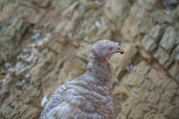 Turkeys walk and forage under bright daylight