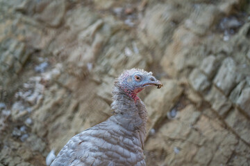 Turkeys walk and forage under bright daylight