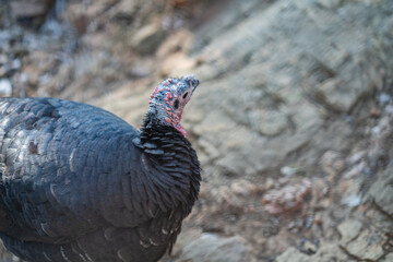 Turkeys walk and forage under bright daylight