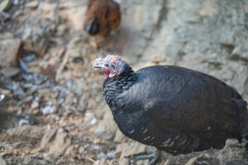 Turkeys walk and forage under bright daylight