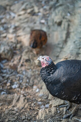 Turkeys walk and forage under bright daylight