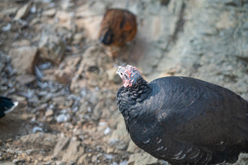 Turkeys walk and forage under bright daylight