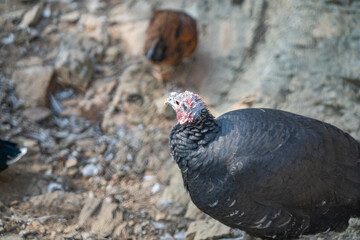 Turkeys walk and forage under bright daylight