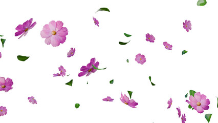 pink flowers and leaves falling overlay