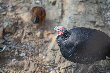 Turkeys walk and forage under bright daylight