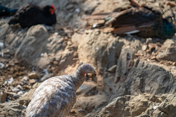 Turkeys walk and forage under bright daylight