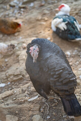 Turkeys walk and forage under bright daylight