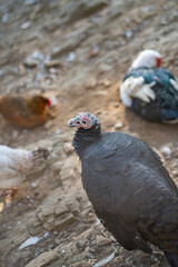 Turkeys walk and forage under bright daylight