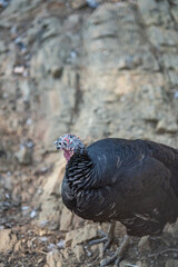 Turkeys walk and forage under bright daylight