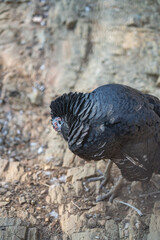 Turkeys walk and forage under bright daylight