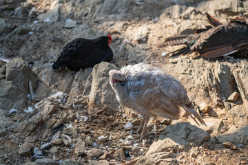 Turkeys walk and forage under bright daylight