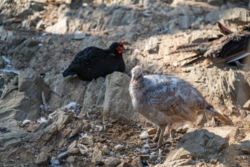 Turkeys walk and forage under bright daylight