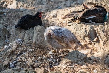 Turkeys walk and forage under bright daylight
