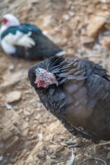 Turkeys walk and forage under bright daylight