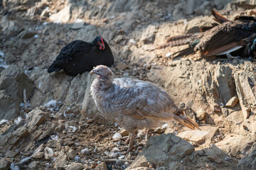 Turkeys walk and forage under bright daylight