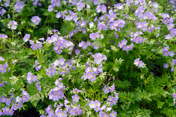 Polemonium caeruleum, commonly known as Jacob's Ladder or Greek Valerian