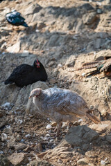 Turkeys walk and forage under bright daylight
