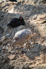 Turkeys walk and forage under bright daylight