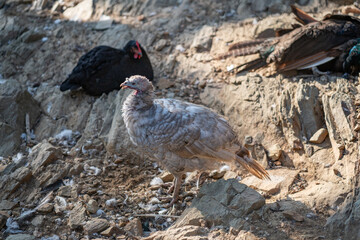 Turkeys walk and forage under bright daylight