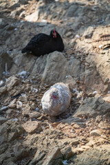 Turkeys walk and forage under bright daylight