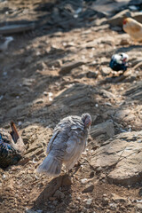 Turkeys walk and forage under bright daylight