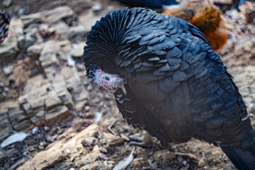 Turkeys walk and forage under bright daylight
