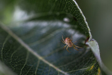 spider on a leaf