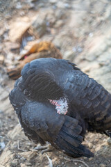 Turkeys walk and forage under bright daylight