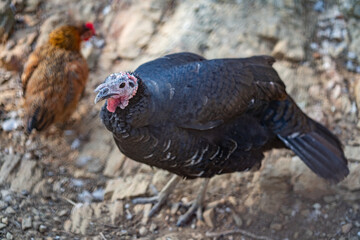 Turkeys walk and forage under bright daylight