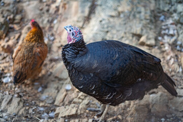 Turkeys walk and forage under bright daylight