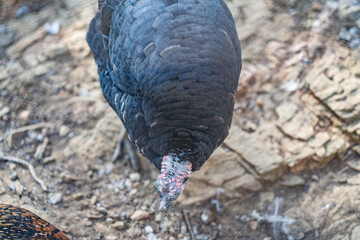 Turkeys walk and forage under bright daylight