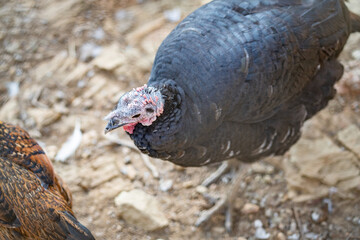 Turkeys walk and forage under bright daylight