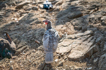 Obraz premium Turkeys walk and forage under bright daylight
