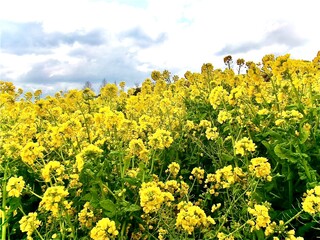 Obraz premium Immersed in Spring at Awaji