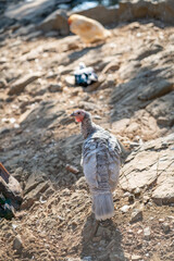 Turkeys walk and forage under bright daylight