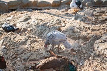 Fototapeta premium Turkeys walk and forage under bright daylight