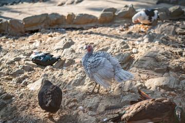Turkeys walk and forage under bright daylight