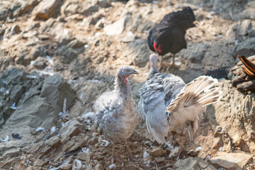 Turkeys walk and forage under bright daylight