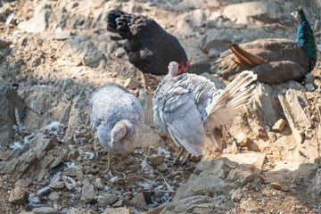 Turkeys walk and forage under bright daylight