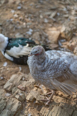 Turkeys walk and forage under bright daylight