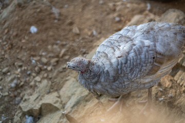 Turkeys walk and forage under bright daylight